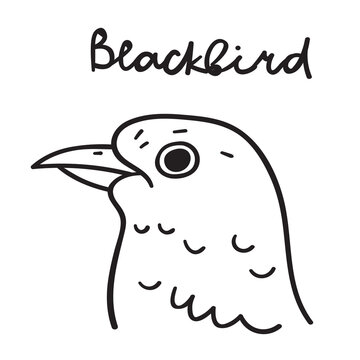 Blackbird. Vector graphic design. Hand drawn illustration. 