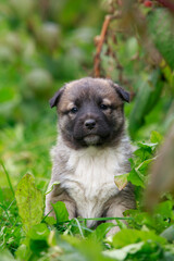 Puppy breed Alabai