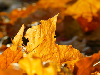 colorful autumn leaves closeup 