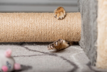 Paws of a Bengal cat playing with a mouse at the scratching post.