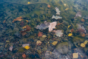 Fototapeta na wymiar autumn leaves on the surface of the water, fallen leaves in a puddle, an oak leaf