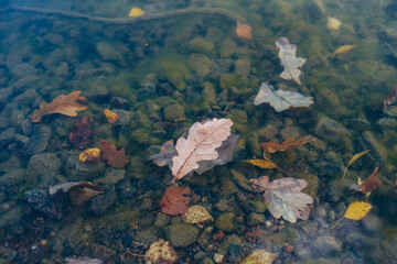 autumn leaves on the surface of the water, fallen leaves in a puddle, an oak leaf