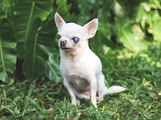  old  chihuahua dog with blind eyes sitting in the garden with morning sunlight.