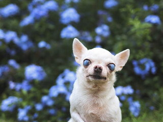  old  chihuahua dog with blind eyes sitting in the garden with purple flowers.