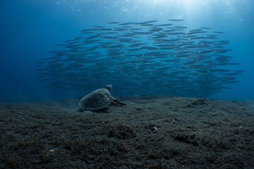 tortue et bécunes