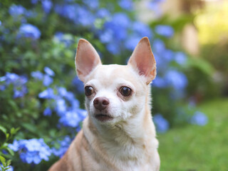 brown short hair  Chihuahua dog sitting on green grass in the garden with purple flowers blackground, looking away curiously, copy space.