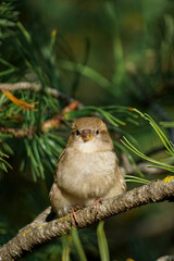 Funny fluffy young bird sparrow sits on a branch on a green blurred background