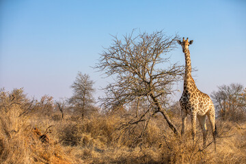 A giraffe ( Giraffa Camelopardalis), Timbavati Game Reserve, South Africa.