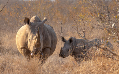 White rhinoceros with a calf (Ceratotherium simum) in the early morning light, Timbavati Game Reserve, South Africa.