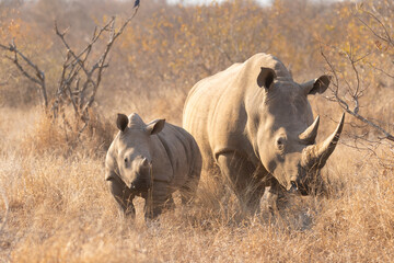 White rhinoceros with a calf (Ceratotherium simum) in the early morning light, Timbavati Game Reserve, South Africa.