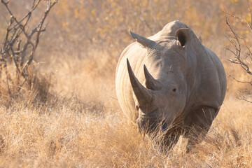 Obraz premium A female white rhinoceros (Ceratotherium simum) in the early morning light, Timbavati Game Reserve, South Africa.