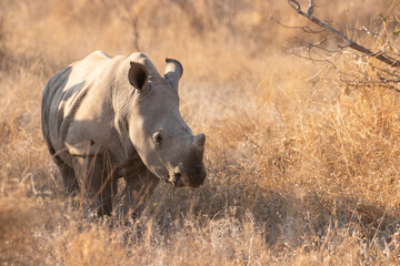 White rhinoceros calf (Ceratotherium simum) in the early morning light, Timbavati Game Reserve, South Africa.