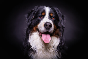 Bernese Mountain Dog portrait. Great hairy dog on dark background. Close up portrait on dark background. Pet photography in studio.
