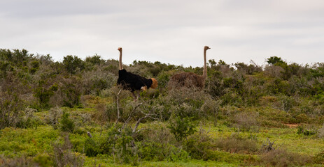 Afrikanischer Strauß in der Wildnis und Savannenlandschaft von Afrika