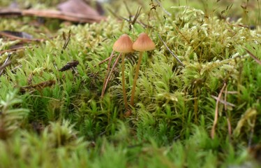 mushroom in the forest