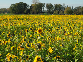 Sonnenblumenfeld im Münssterland