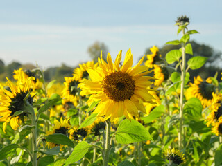 Sonnenblumenfeld im Münssterland