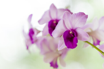 Fototapeta na wymiar close up of orchid