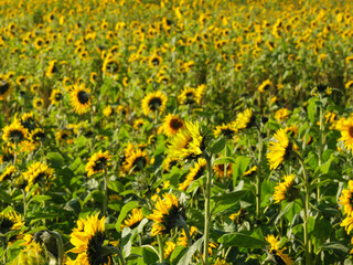 Fototapeta premium Sonnenblumenfeld im Münssterland