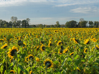 Naklejka premium Sonnenblumenfeld im Münssterland