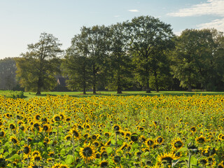 Fototapeta premium Sonnenblumenfeld im Münssterland