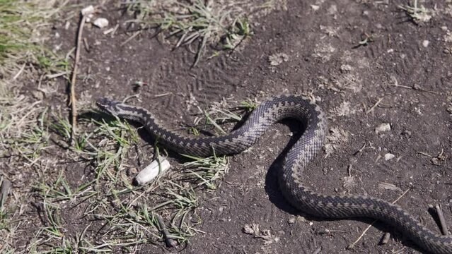 Common European adder viper (Vipera berus).