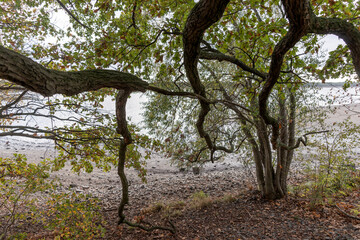 Fototapeta na wymiar Thick branches of the tree by the pond in autumn