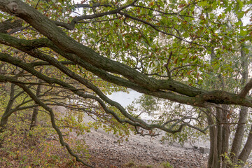 Thick branches of the tree by the pond in autumn