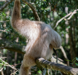 Fototapeta premium Gibbon in einer Buschlandschaft in Südafrika