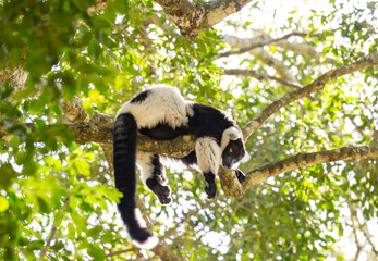 Schwarzweißer Vari im Monkeyland in Plettenberg Bay Südafrika
