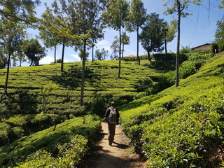 Fototapeta Nuwara Eliya et ses plantations de thé obraz