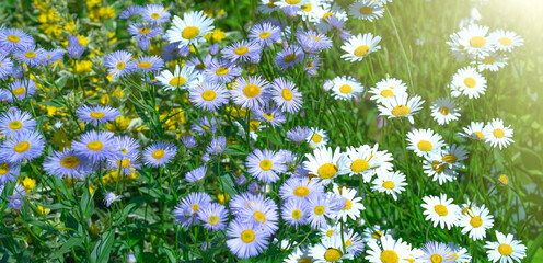 Purple chamomile aster. Rectangular background with summer wildflowers. The form of a banner for congratulations with a lot of daisies in blue and white colors.