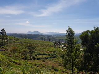 Nuwara Eliya et ses plantations de thé