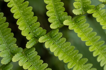 Green fern close up with smooth background