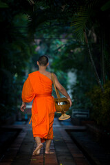 Buddhist monk in the early morning heading home after having gathered alms in Chiang Mai, Thailand