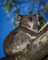 Koala (Phascolarctos cinereus), adult, portrait, Australia