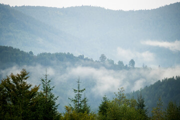 mountains in fog, coniferous forest