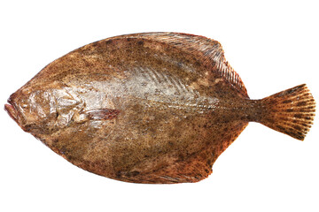Halibut fish isolated on white background