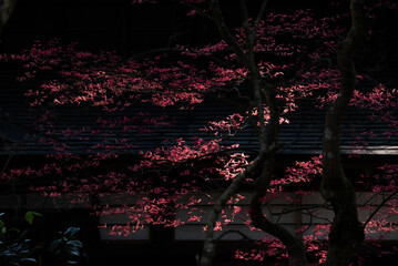 武家屋敷、角館