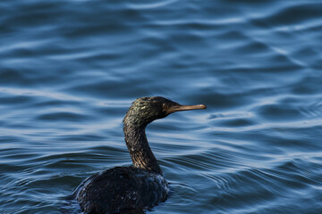 A black cormorant floats on the water