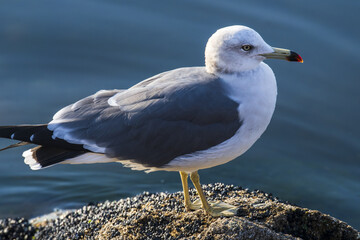 a seagull is standing on a stone