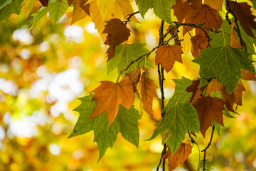 close up of colorful and warm tone of maple and other foliage with branch in autumn