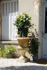 Fototapeta premium Potée de fleurs blanches dans un vase 