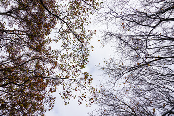 wide of dry foliage and branch in autumn with cloudy sky