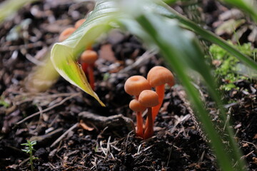 Group of little orange mushrooms growing under the leaf