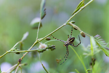 spider on a leaf