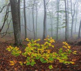 Foggy forest in autumn 