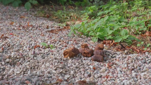 Dog Poop Left Uncleaned on Gravel Path in City Park