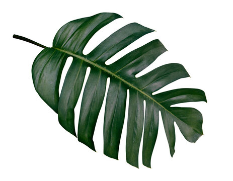 tropical leaf isolated on transparent background