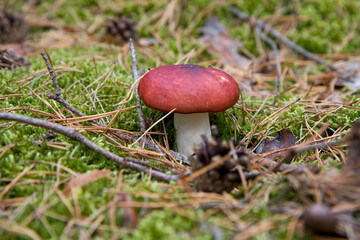 Russula mushroom growing in a forest	
